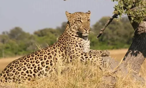 leopard scanning serengeti plains for a hunt