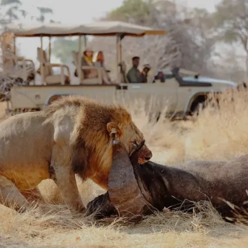 Ruaha National Park lion eating buffallo