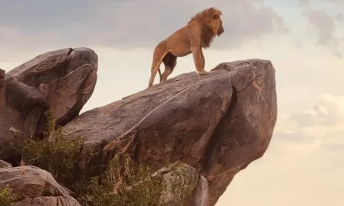 lion on kopje rocks in serengeti national park