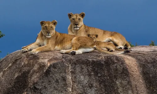 lions-on-kopje-rocks-in-serengeti-national-park