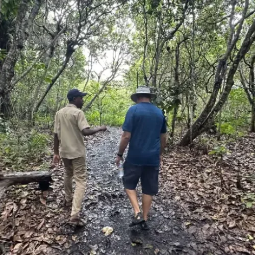 mangrove-forest-walk-jozani