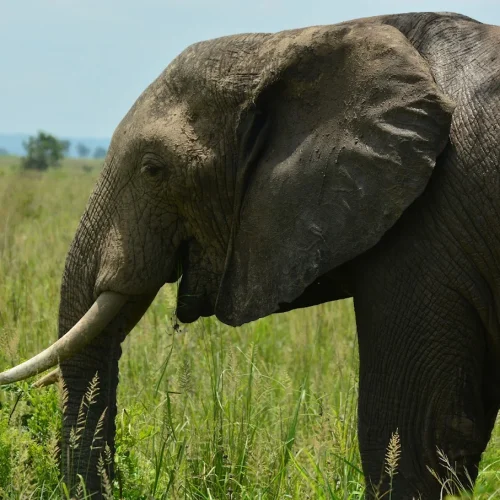 Mikumi National Park elephant