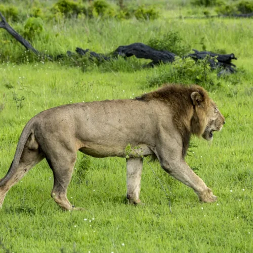 Mikumi National Park lion