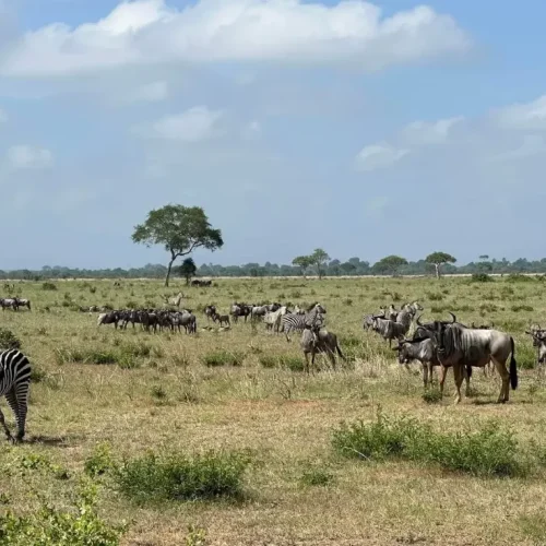 Mikumi Wildbeest grazing