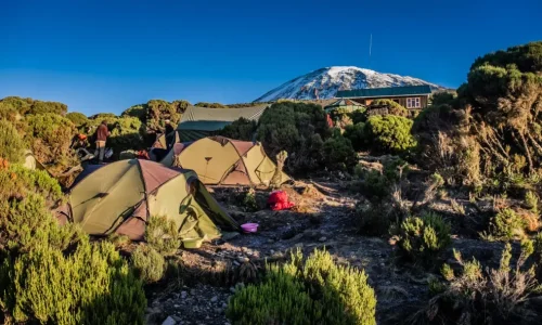 millenium-camp-vegetation