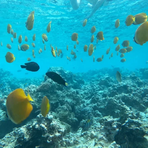 mnemba island zanzibar