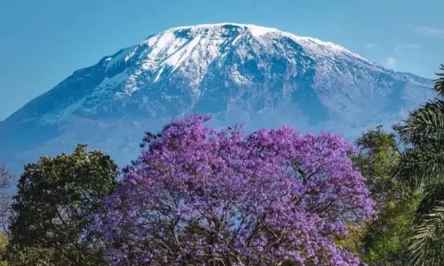 mount-kilimanjaro-vegetation