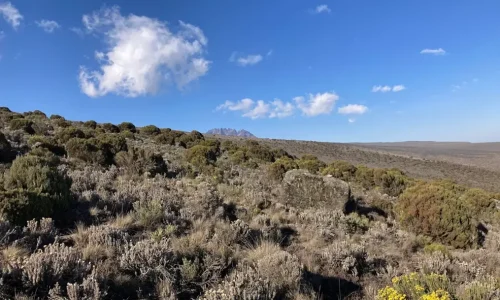 mweka-camp-vegetation