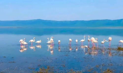 ngorongoro-birdwatching-crater-wetlands