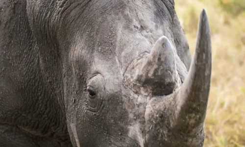 ngorongoro-black-rhino-rare-sighting