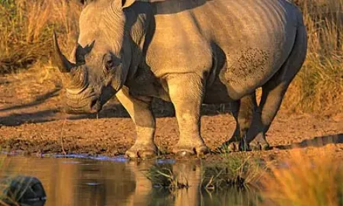 ngorongoro-black-rhino-with-kiwoito-africa-safari