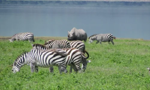 ngorongoro-crater-zebra-herd