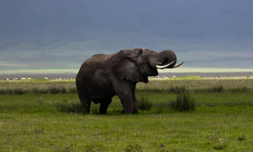 ngorongoro-elephants-water-drinking