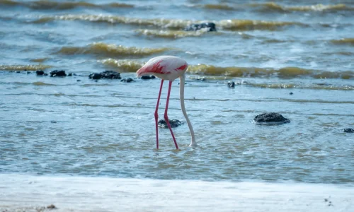 ngorongoro-flamingos-lake-ecosystem