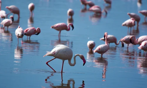 ngorongoro-flamingos-lake-magnetism
