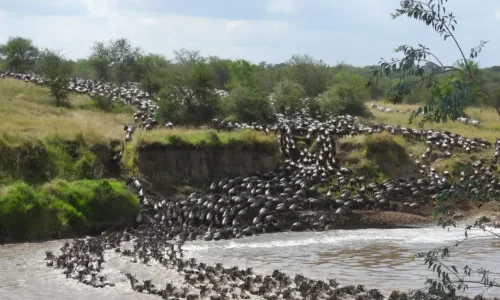 river crossing during Great Migration Serengeti