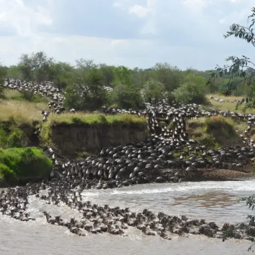 river crossing during Great Migration Serengeti