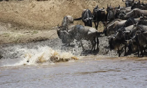 river-crossing during wildebeest migration in serengeti national park