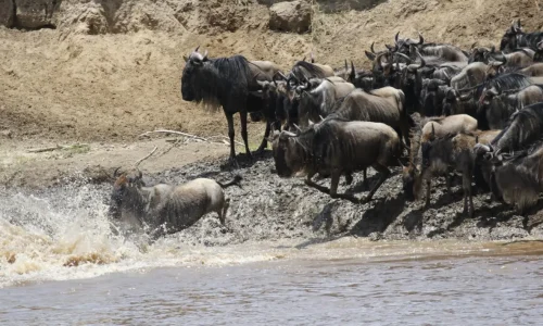 river crossing during wildebeest migration in serengeti national park