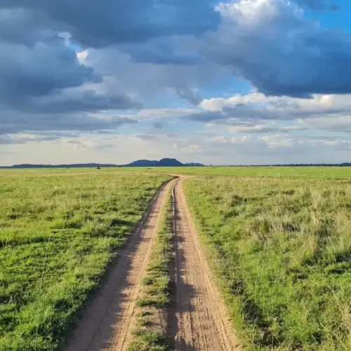 Serengeti savannah road