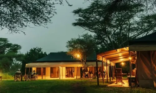 shuhudia-single-tent-night-view