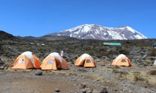 simba camp kilimanjaro
