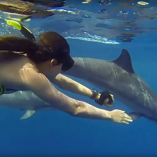 swimming-with-dolphins-zanzibar