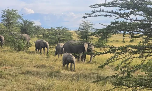 tarangire-african-elephant-family-savannah