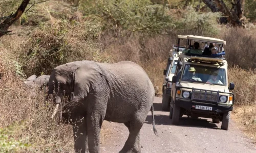 tarangire-elephant-herd-savannah-crossing