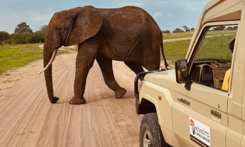 tarangire-jeep-wildlife-viewing-sunset