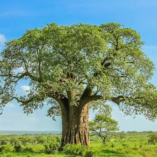 Tarangire National Park baobab tree