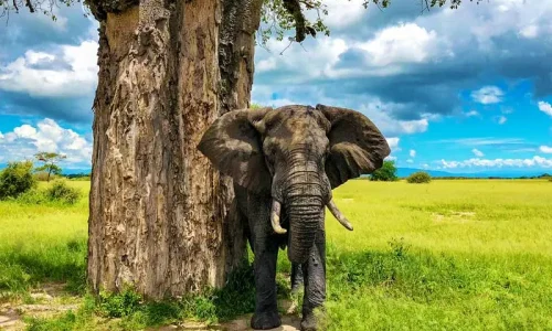 tarangire-national-park-elephant-baobab