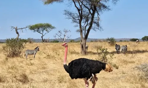 Tarangire National park ostrich