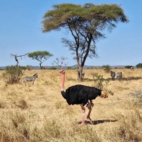 Tarangire National park ostrich