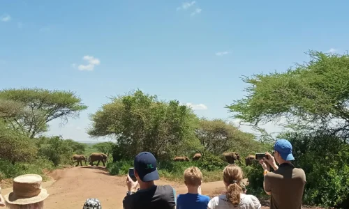 tarangire-wildlife-game-drive-elephants