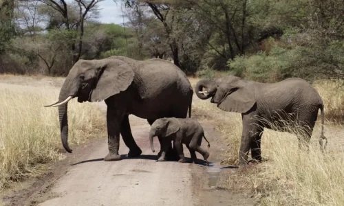 tarangire-wildlife-game-drive-elephants
