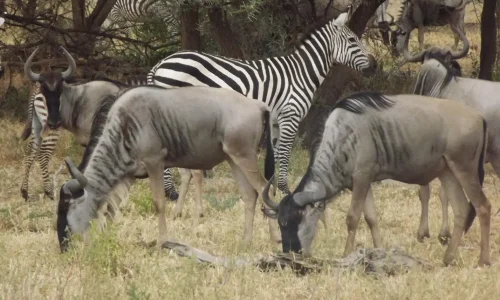 tarangire-zebra-wildbeest-herd-savannah