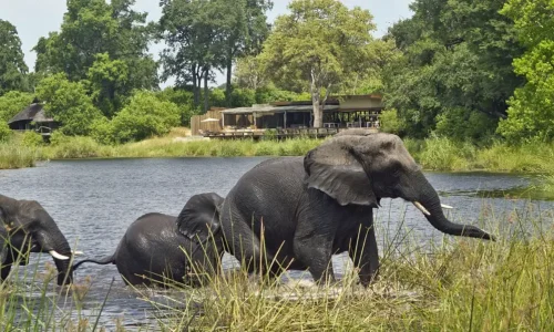 tarangire_national-park-elephant-on-a-pond