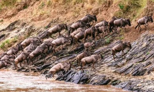 the-great-wildbeest-migration