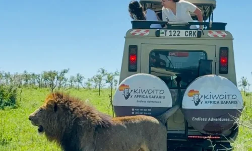 travellers witnessing a lion in serengeti national park with kiwoito africa safaris