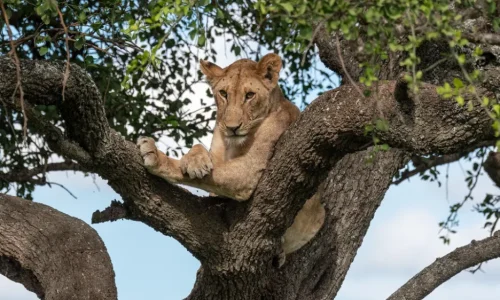 tree climbing lion in Lake Manyara National Park