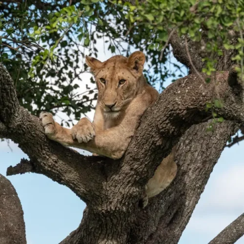tree climbing lion in Lake Manyara National Park