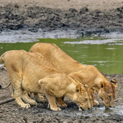 Lions drinking Ruaha river