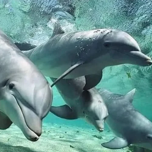 wild-dolphins-indian-ocean-zanzibar