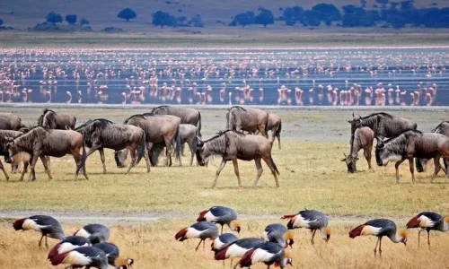 wildbeest-Lake-Manyara-National-Park-