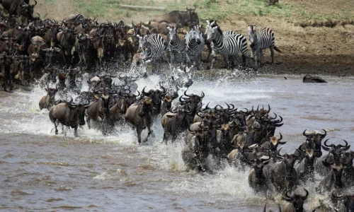 wildebeest crossing river in serengeti national park