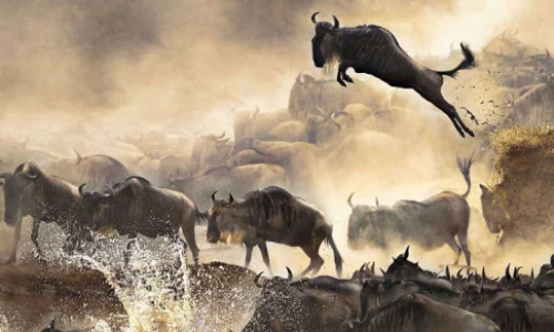 wildebeests-migration-safari