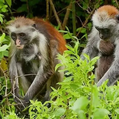 zanzibar-red-colobus-monkey-jozani