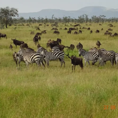 Zebra herd Serengeti National Park