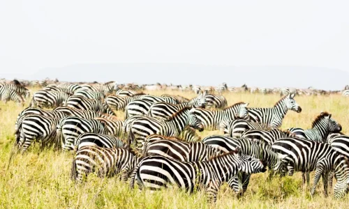 zebra in serengeti national park during wildebeest migration